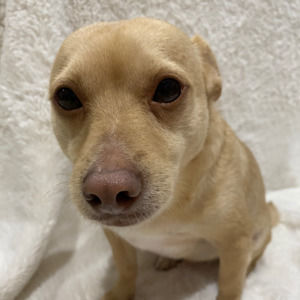 Meet your Posher, Casey